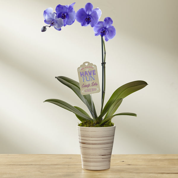 Live Big Mother's Day Orchid by Hallmark