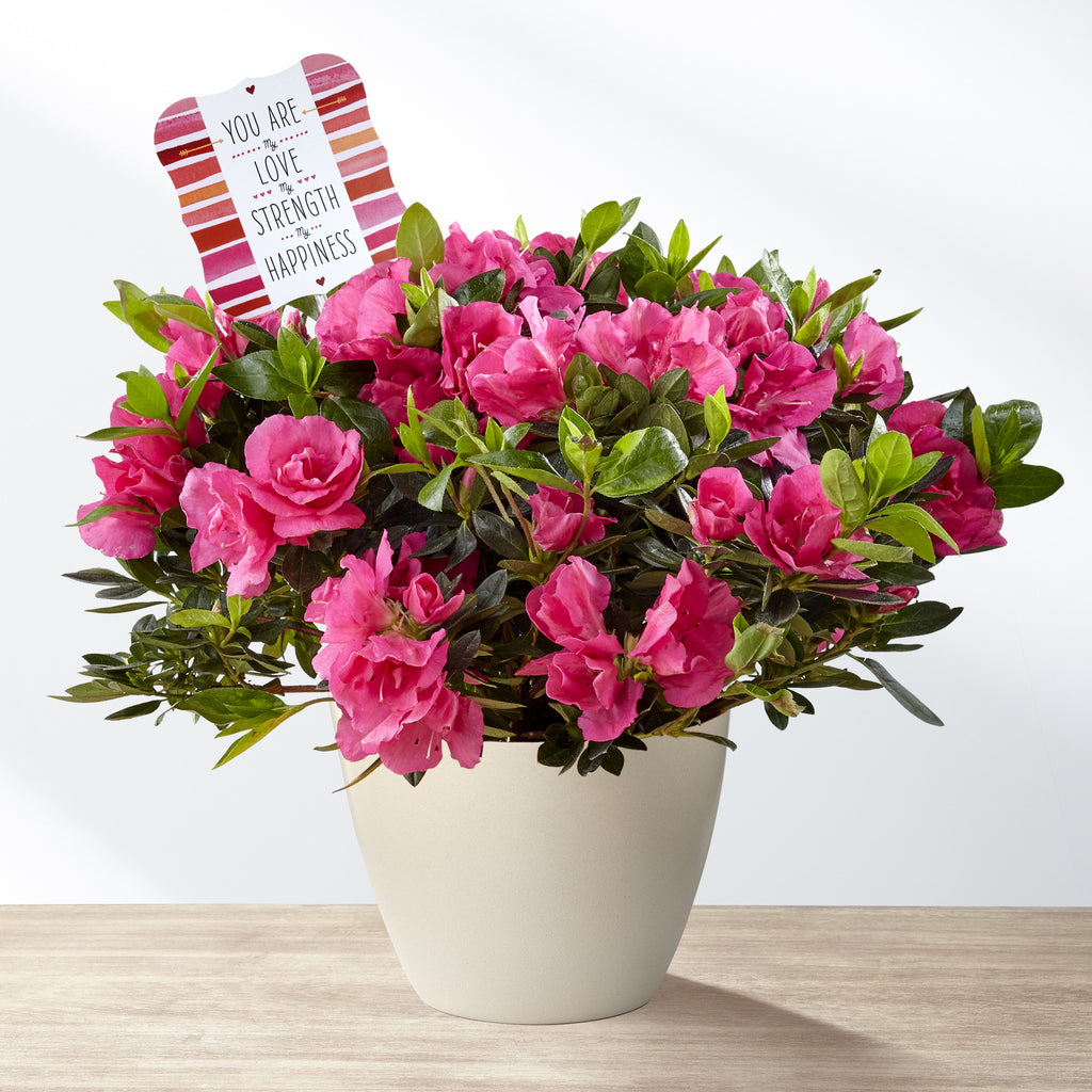 Love, Strength, & Happiness Mother's Day Azalea by Hallmark