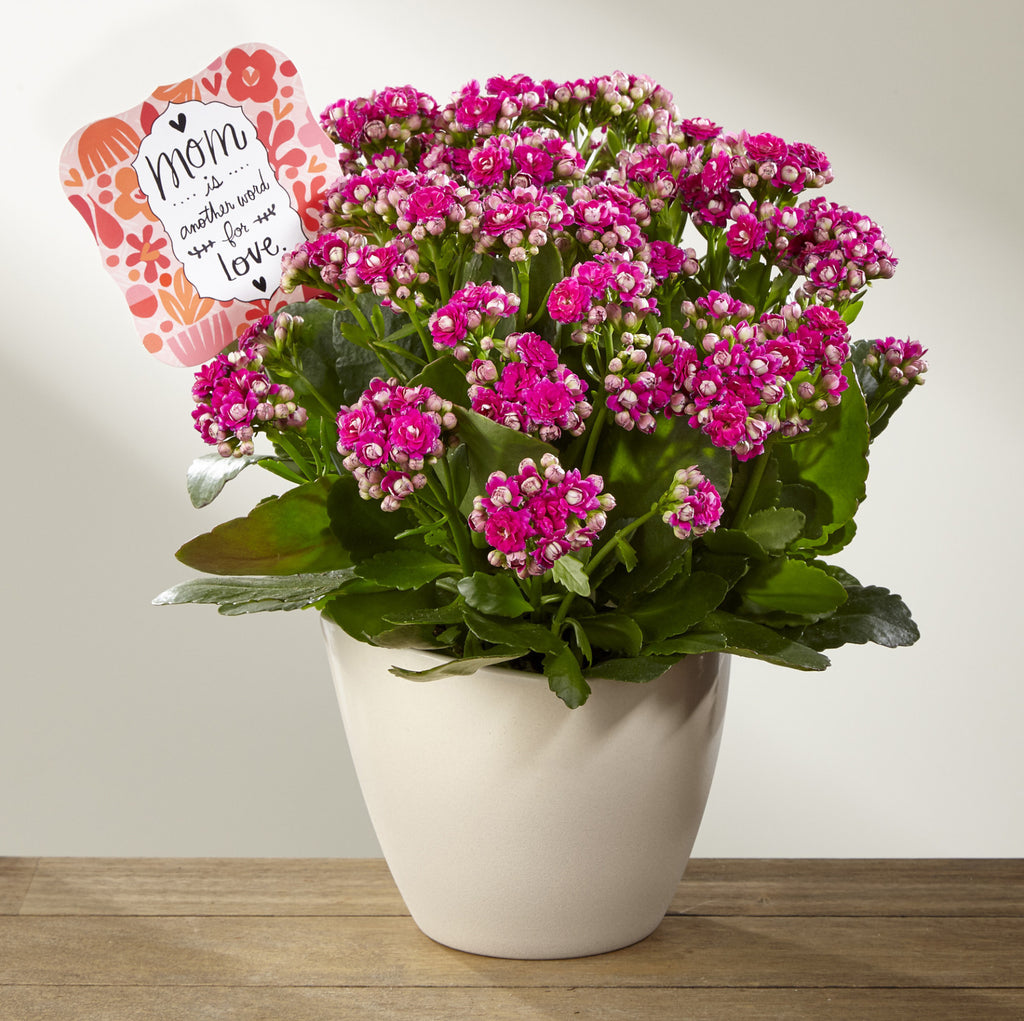 Love Defined Mother's Day Kalanchoe by Hallmark
