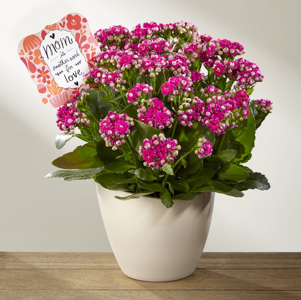 Love Defined Mother's Day Kalanchoe by Hallmark
