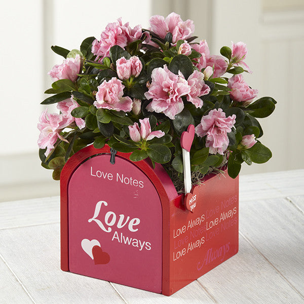 Love Notes Valentine's Day Azalea