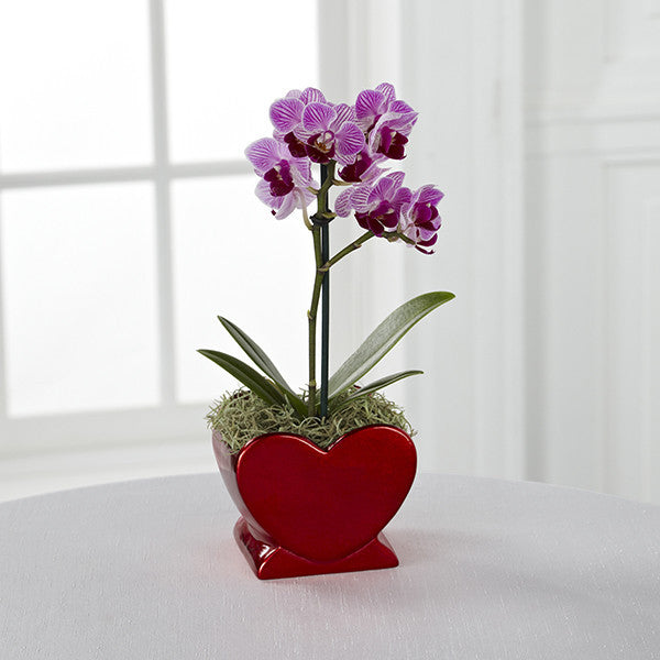 Heart Full of Love Valentine's Day Orchid Plant