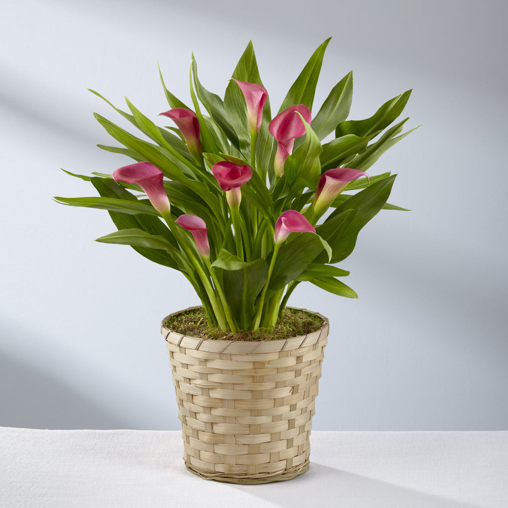 Pink Calla Lily Plant