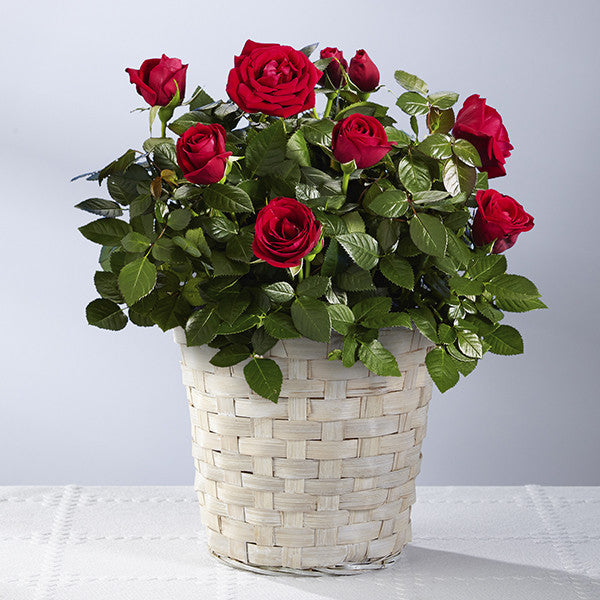 Follow Your Heart Valentine's Day Mini Rose