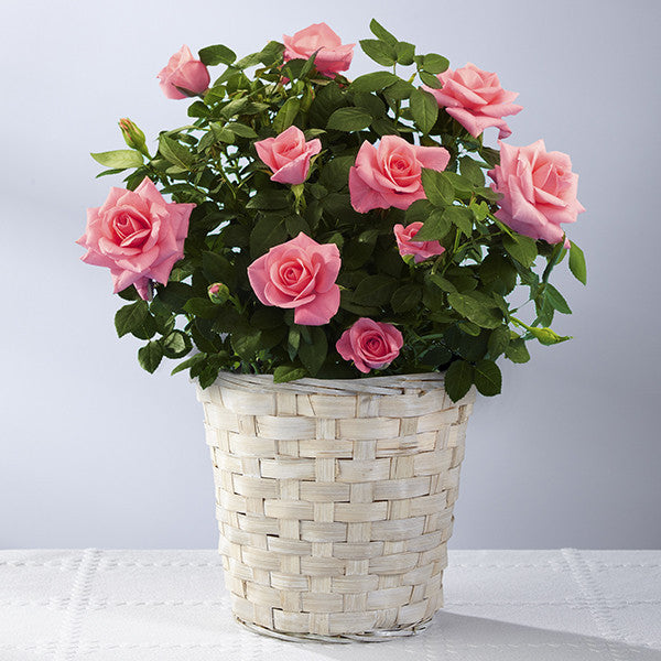 So Sweet Valentine's Day Mini Rose