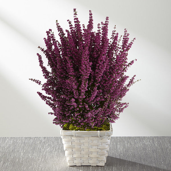 Do All Things with Love Valentine Heather Plant by Better Homes & Gardens