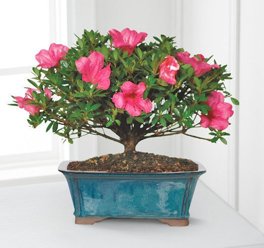 Azalea Bonsai - 10-inch