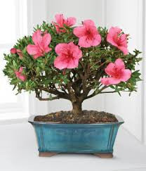 Blooming Azalea Bonsai - 8 inch