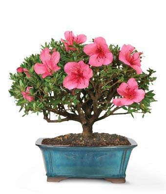Blooming Azalea Bonsai - 8 inch