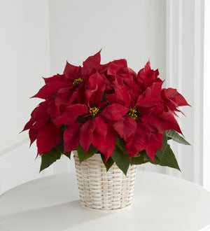 Red Poinsettia Basket (Small)