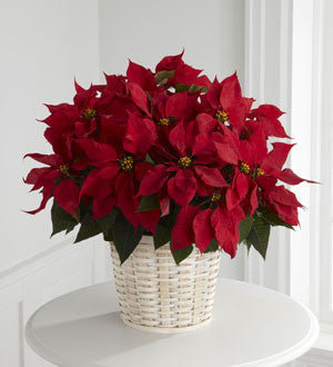 Red Poinsettia Basket (Large)