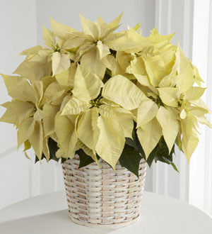 White Poinsettia Basket (Large)