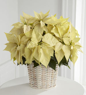 White Poinsettia Basket (Small)