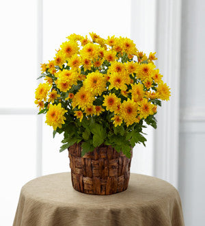 Chrysanthemum