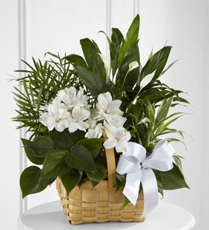 Peace & Serenity Dishgarden