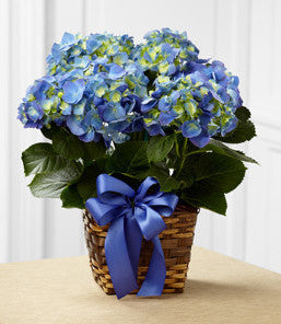 Blue Hydrangea Planter