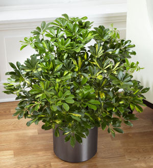 Schefflera Arboricola