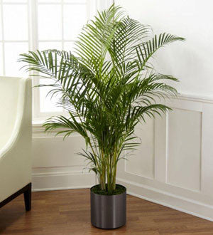 Palm