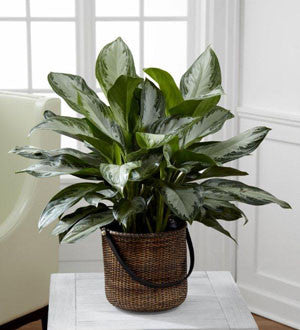Chinese Evergreen