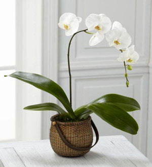 White Phalaenopsis Orchid