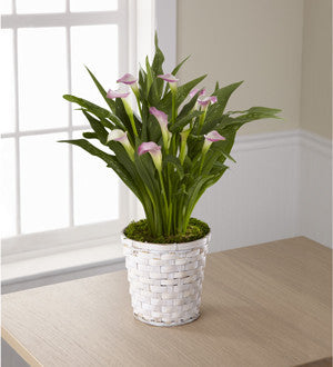Calla Lily Planter