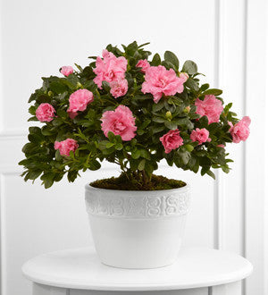 Vibrant Sympathy Planter