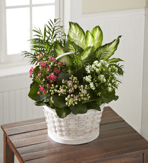 Rural Beauty Dishgarden