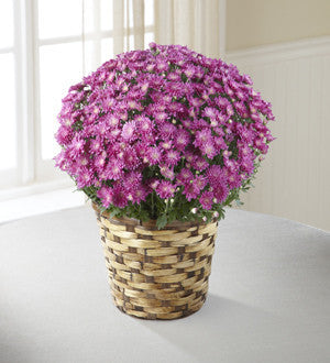 Devotion Pink Mum