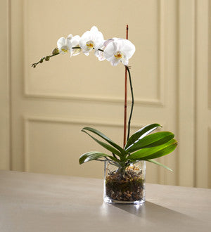 White Orchid Planter