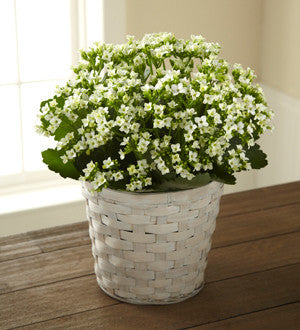 White Kalanchoe
