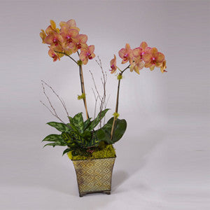 Exotic Sunset Orchid