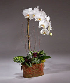Classic White Orchid