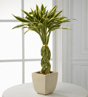 Lucky Braided Bamboo
