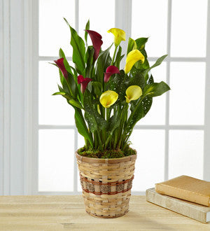 Color Inspirations Calla Lily - Better