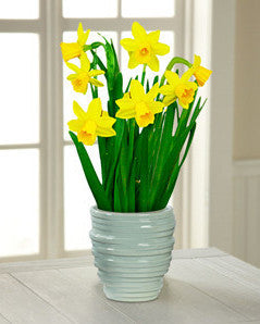 Bring on Spring Daffodil Plant