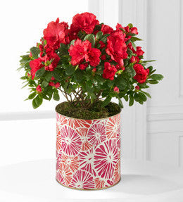 About Bloomin' Time Spring Azalea - BETTER