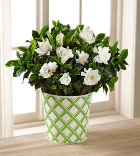 Garden's Grace Gardenia Plant - BETTER