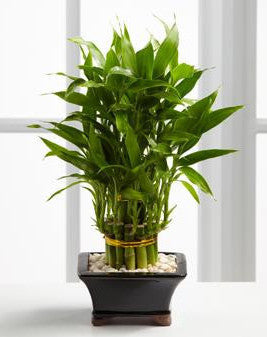 Double Lucky Pyramid Bamboo