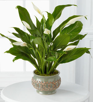 Serene Peace Plant