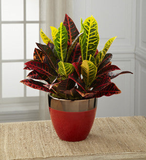 Pure Autumn Croton Plant