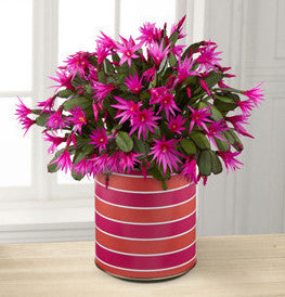 Sunset Daydreams Cactus - BETTER
