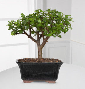 Dwarf Jade Bonsai - Good