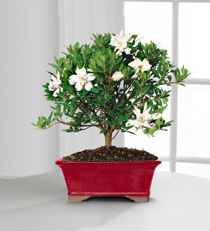 Scenic Snowfall Gardenia Bonsai - 8-inch