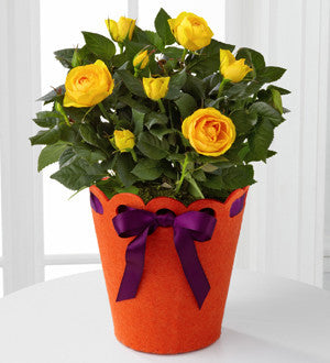 Celebration Starter Birthday Mini Rose Plant