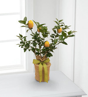 Citrus Sightings Lemon Tree by Better Homes and Gardens