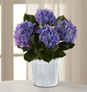 Vintage Beauty Hydrangea Plant by Better Homes and Gardens