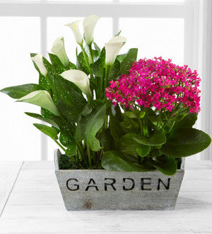 Sunlit Simplicity Dishgarden by Better Homes and Gardens - Good