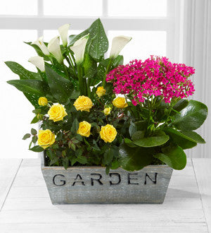 Sunlit Simplicity Dishgarden by Better Homes and Gardens - Better