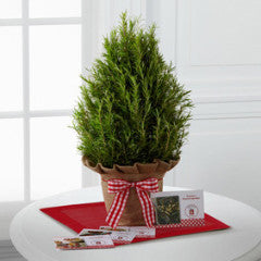 Rosemary Tree with Recipe Cards by Better Homes and Gardens