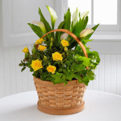 Cheerful Wishes Blooming Basket by Better Homes and Gardens